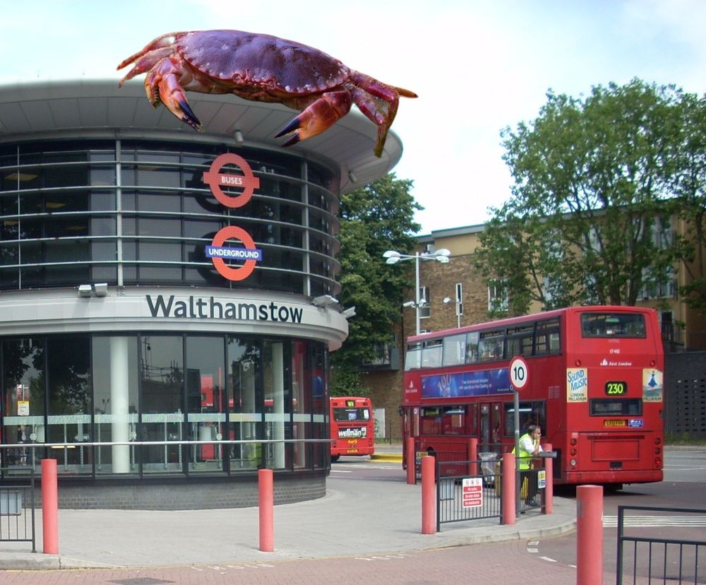 Crab on walthamstow bus station