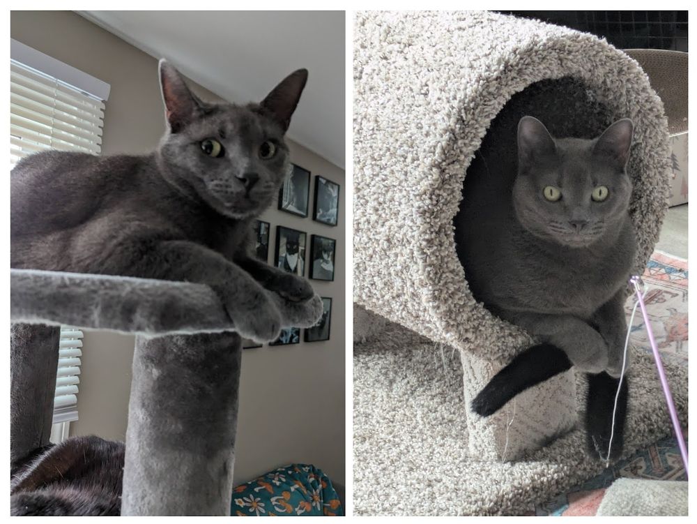 A side-by-side comparison of the same grey cat, the photos a year apart. In the first one, she looks nervous and scrawny, with comically big ears and eyes. In the second, she is relaxed, regal, and far fluffier, perfectly at home in her, well, home.