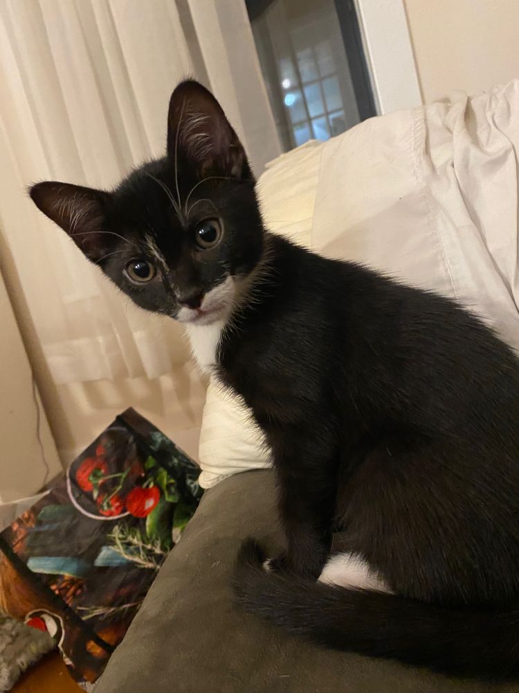 Felix
8 weeks 
Yankee boy 
Chaos magician