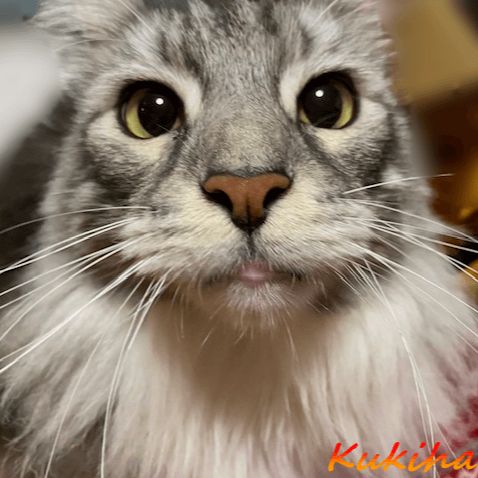 メインクーン・シルバータビー・猫。シルル