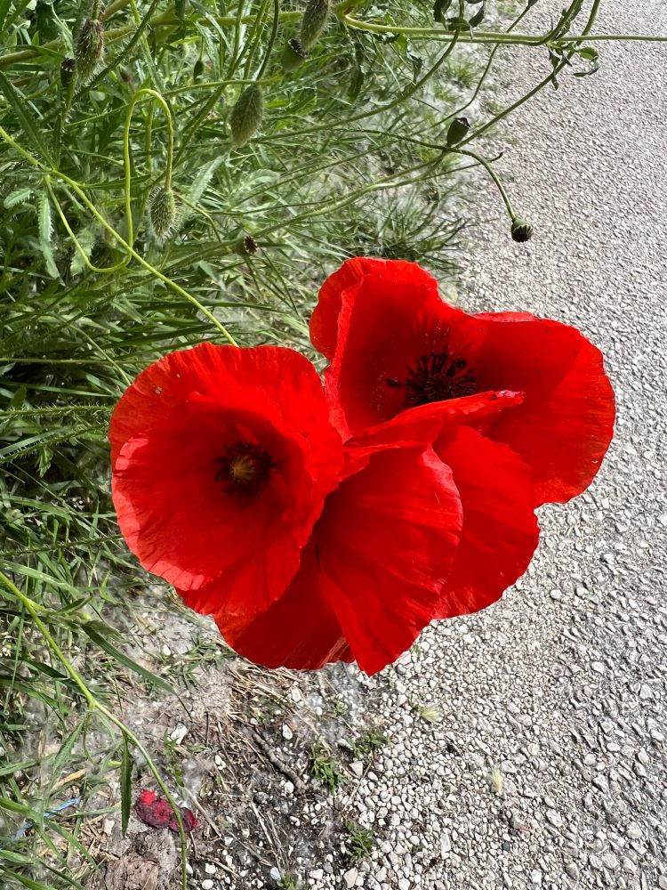 A cluster of 4 poppy flowers with grass and asfalt as background.