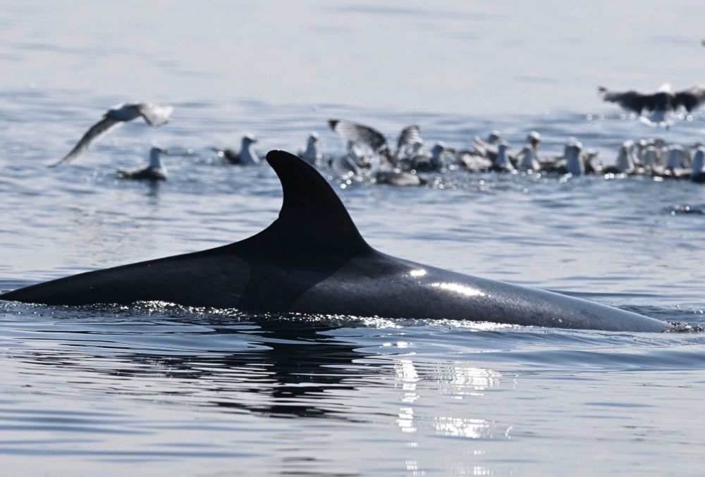 Photo of a minke whale in north-east Scotland, with birds in the background.