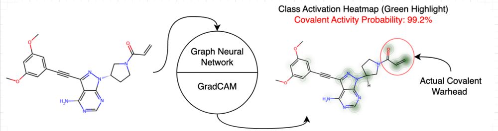 The graph neural network classifier identifies the electrophilic regions of a molecule.