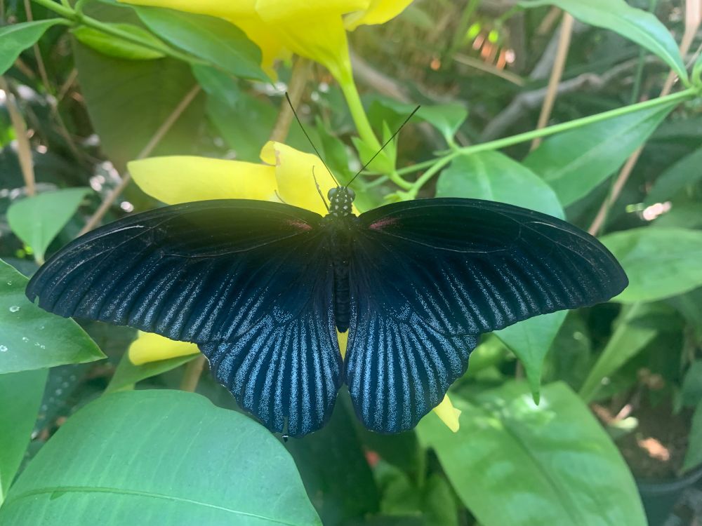 Butterfly