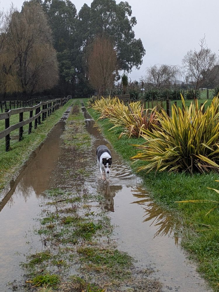 A black and white sheepdog wades along a driveway that's submerged under a very large puddle - it's about 40m long and ankle deep. The driveway is lined by variegated harakeke and there are trees in the background. It's raining.