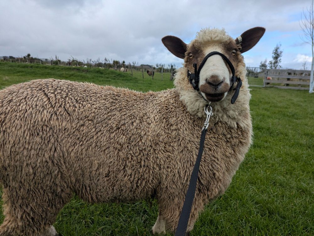 A brown and white spotted sheep, side on to the camera but looking at it with ears pricked. She has a brown coat, and a bit white blaze down her face with a white ruff around her neck. Her eyes, nostrils, and mouth have brown patches over them. The grass is green and lush and there are a few sheep in the background.