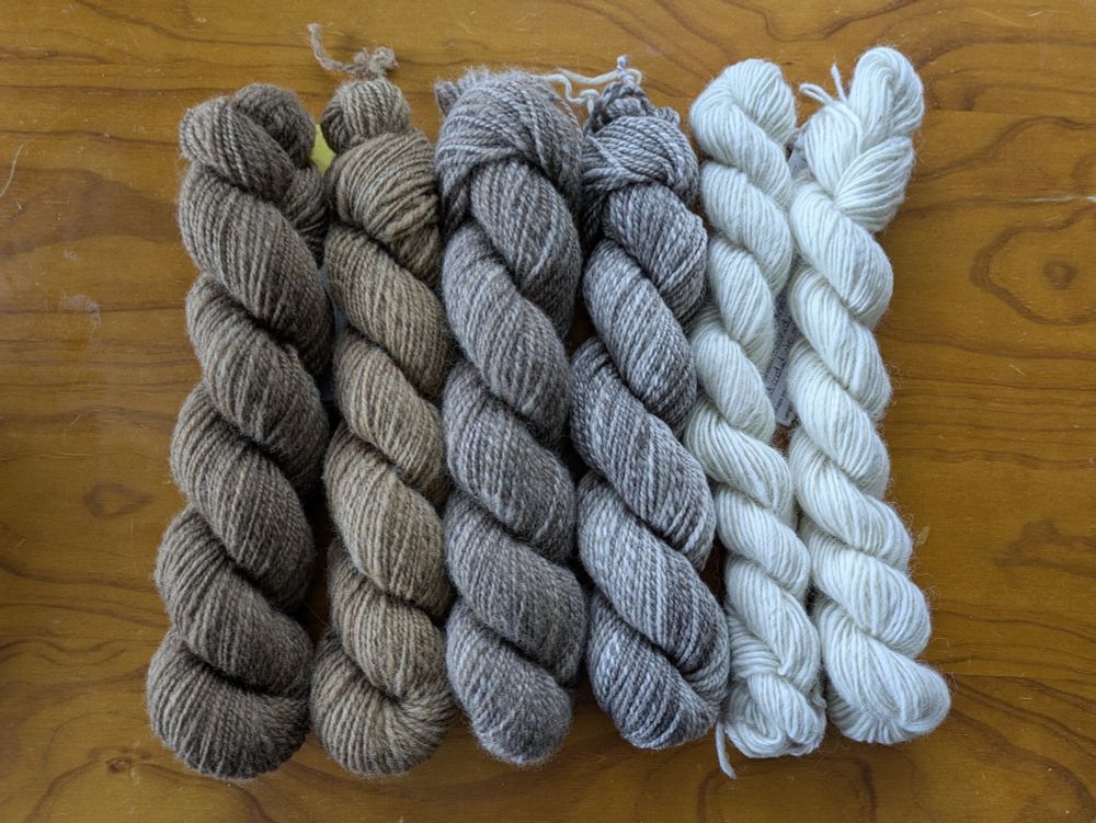 6 x 50g skeins of naturally coloured wool, ranging in colour from white on the right through greys in the middle to med/dark brown on the left.