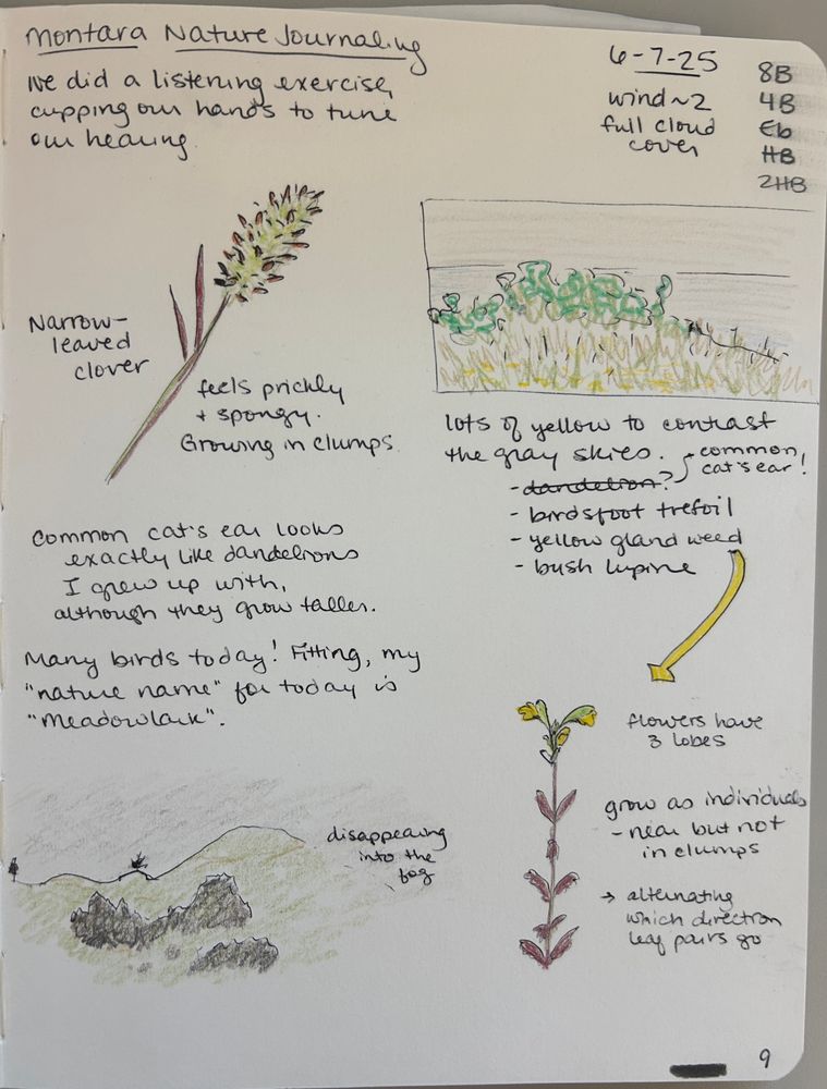 A nature journaling page showing two small landscapes and two plant species observations, narrow leaved clover and yellow gland weed