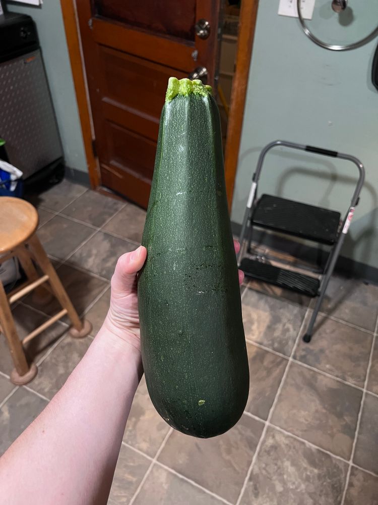 An absolutely insanely large zucchini