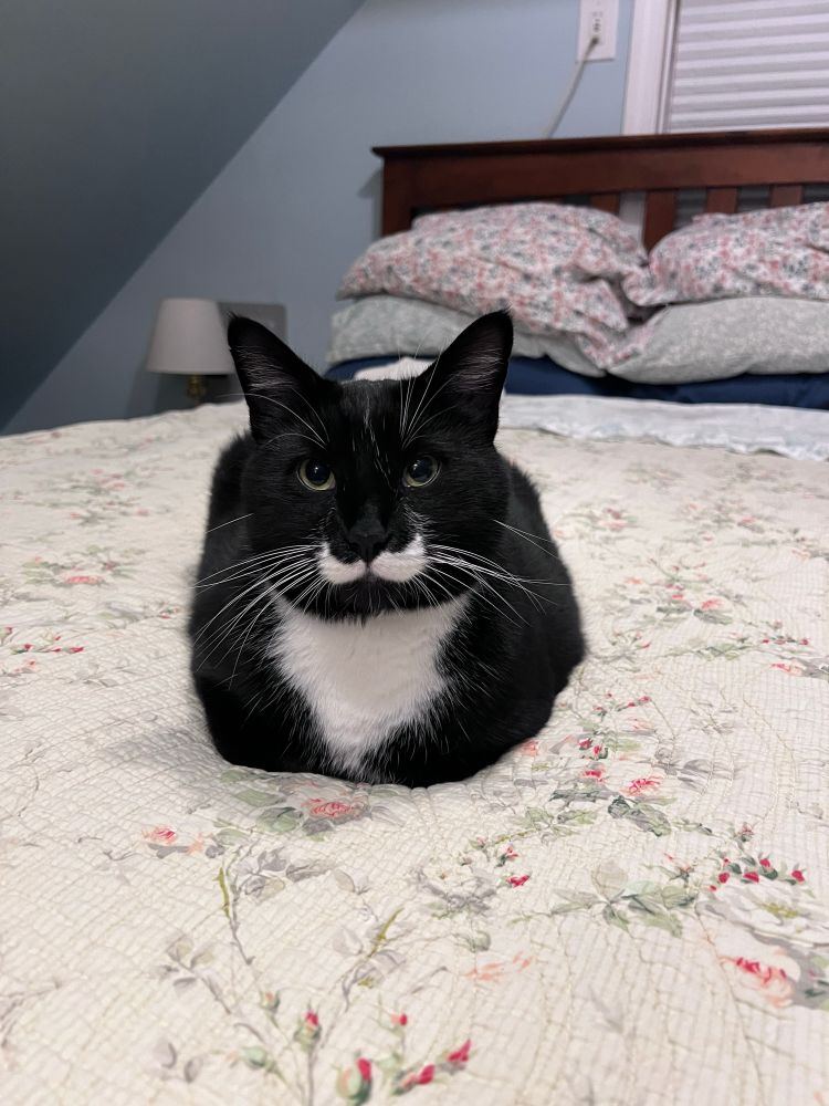 Tuxedo cat (Neptune) doing a 10/10 loaf on a light colored floral quilt. 
