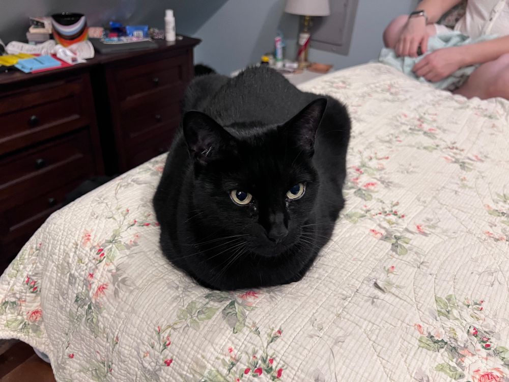 Black cat (Archer) doing a 10/10 loaf on a light colored floral quilt. 