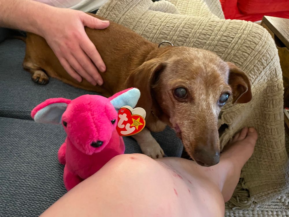 An old, greying dachshund pictured with a pink beanie baby dachshund 