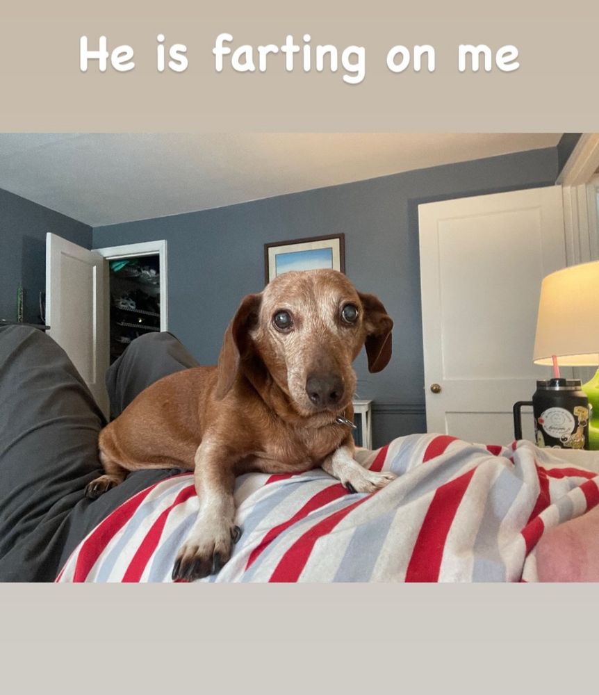 Screenshot from my sister’s insta of Pretzel sitting on her belly. The text reads “He is farting on me”. 