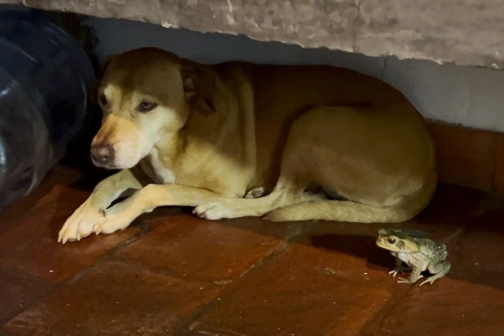 A dog and a frog sitting together underneath my kitchen counter 