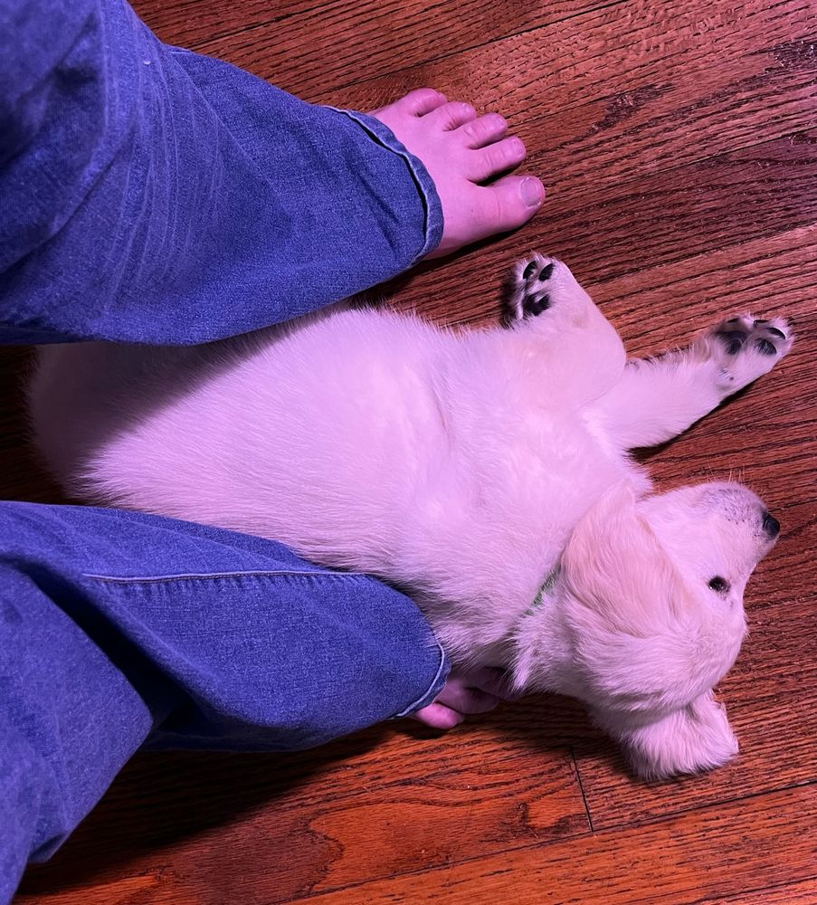 Rudy on his side passed out between two human feet.