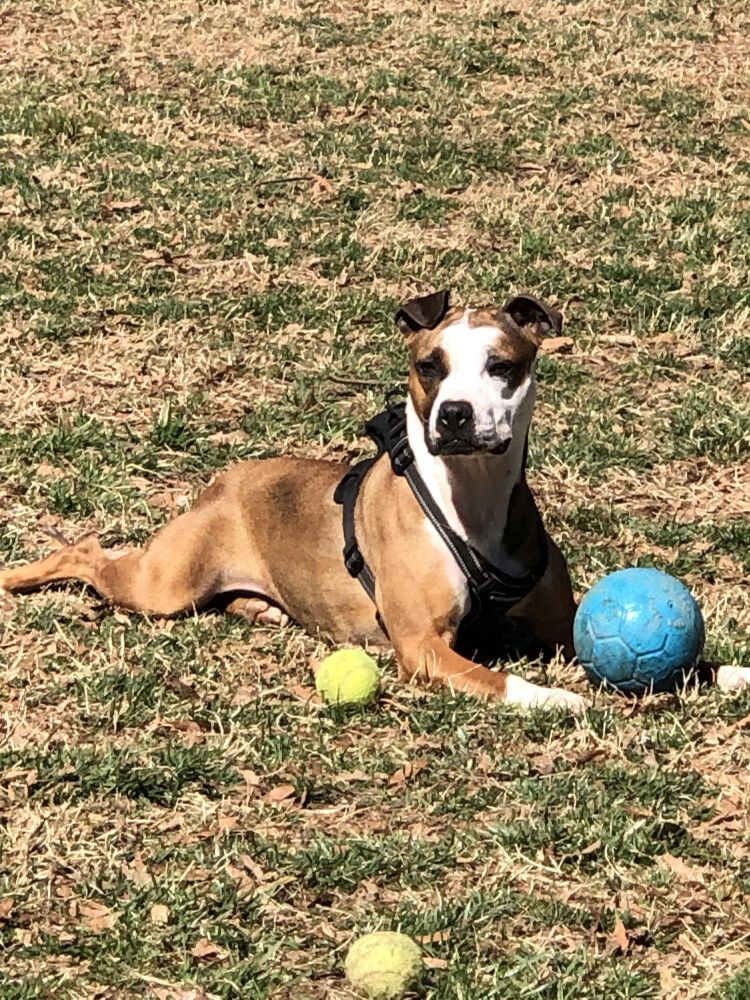 Ellie is a Pit Bull Terrier and American Staffordshire Terrier dog, available for adoption in Arnold, MD.