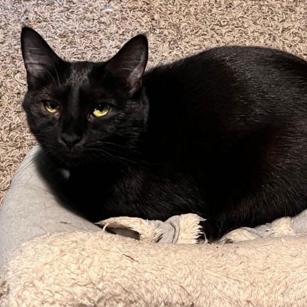 Jack is a Domestic Short Hair cat, available for adoption in Union, MO.