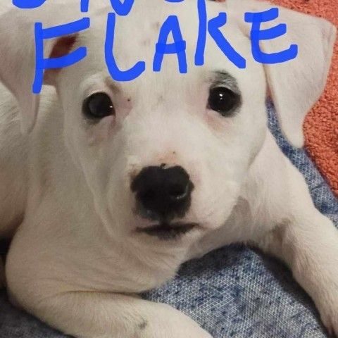 Snow Flake FJ is a Labrador Retriever and Mixed Breed dog, available for adoption in Seattle, WA.