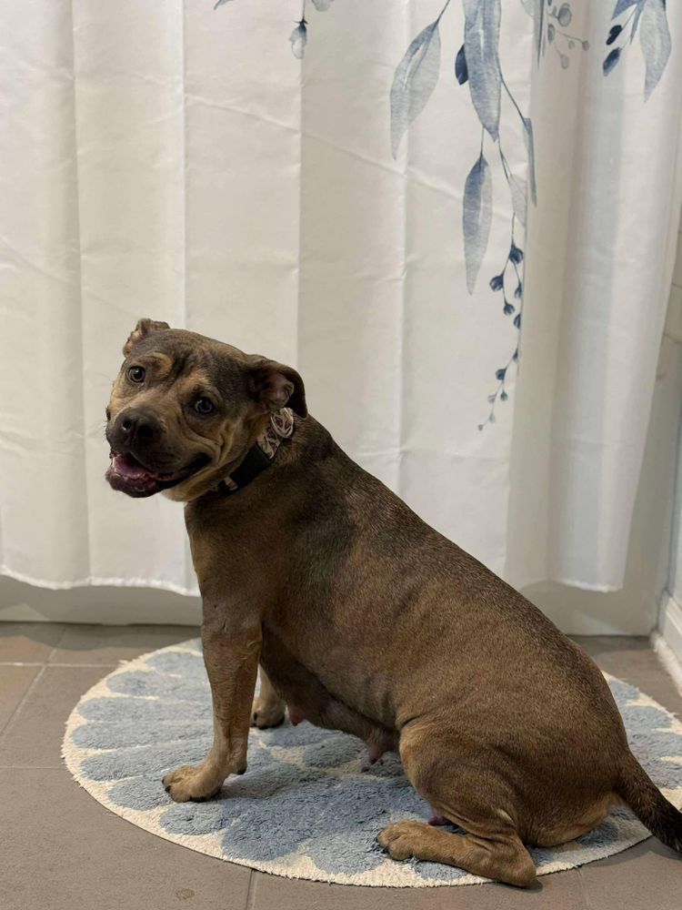 Hershey is a Terrier dog, available for adoption in San Marcos , TX.