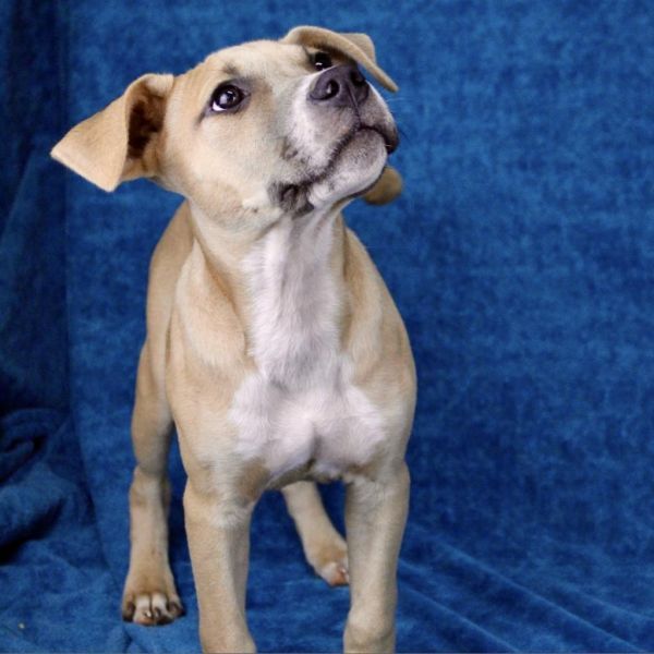 Muenster is a Australian Kelpie and American Staffordshire Terrier dog, available for adoption in Austell, GA.