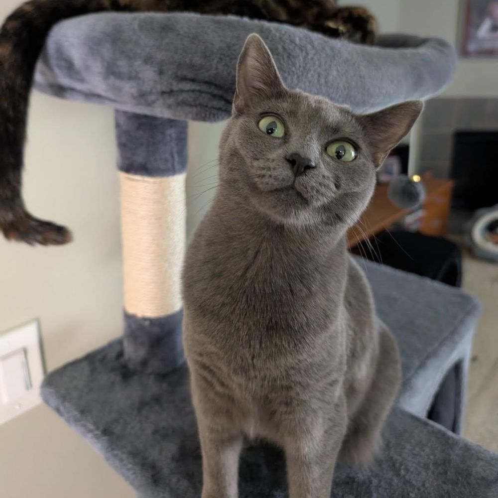 Sampson and Reggie (Bonded pair) is a Domestic Medium Hair cat, available for adoption in Oak Park, MI.