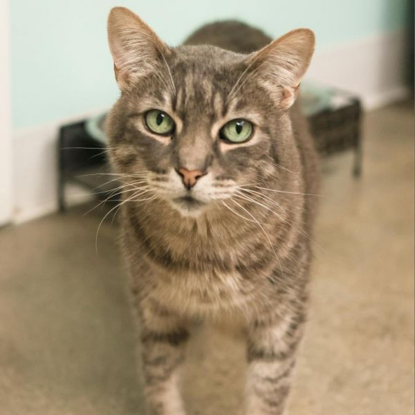 Monkey is a Domestic Short Hair cat, available for adoption in Los Angeles, CA.