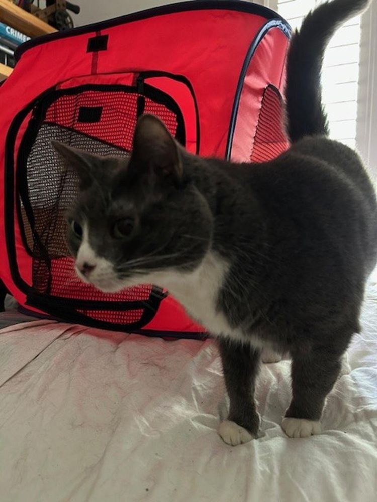 Holly is a Domestic Short Hair mix cat, available for adoption in Raleigh, NC.