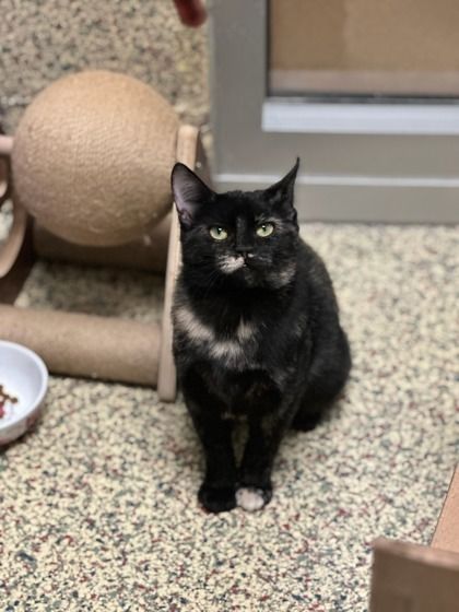 Dallas is a Domestic Short Hair cat, available for adoption in Merriam, KS.