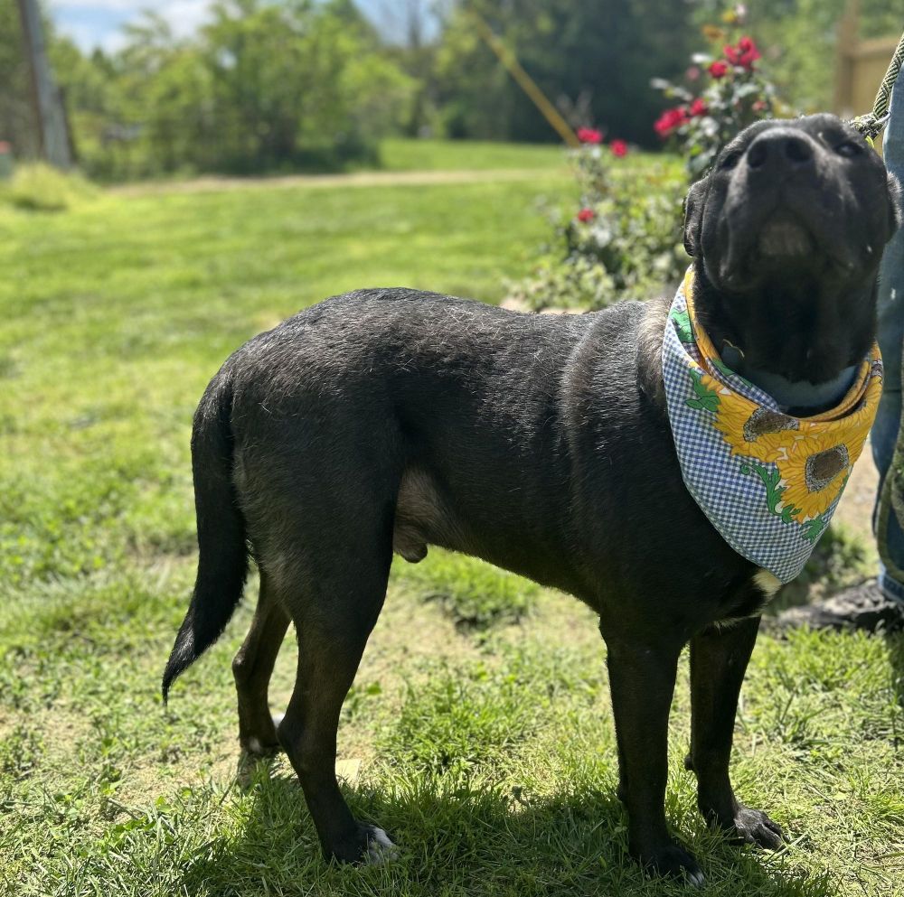 Remi is a German Shepherd Dog and Black Labrador Retriever available for adoption in Scottsville, KY.