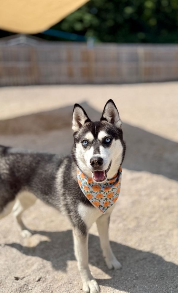 Lettie (foster) is a Husky dog, available for adoption in Muskegon, MI.
