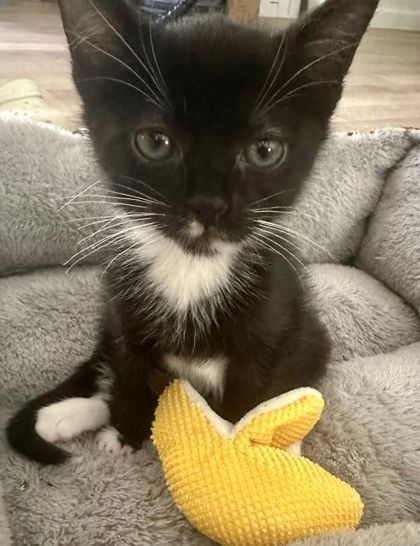 Richmond is a Domestic Short Hair cat, available for adoption in Columbia, SC.