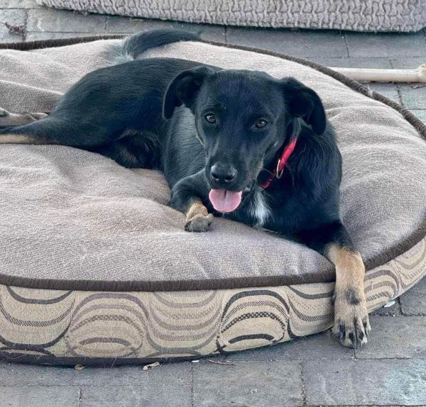 Onyx is a Labrador Retriever mix dog, available for adoption in Escondido, CA.