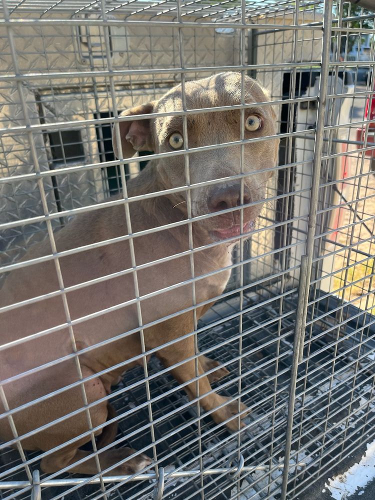 Np1 is a Labrador Retriever mix dog, available for adoption in Kermit, TX.