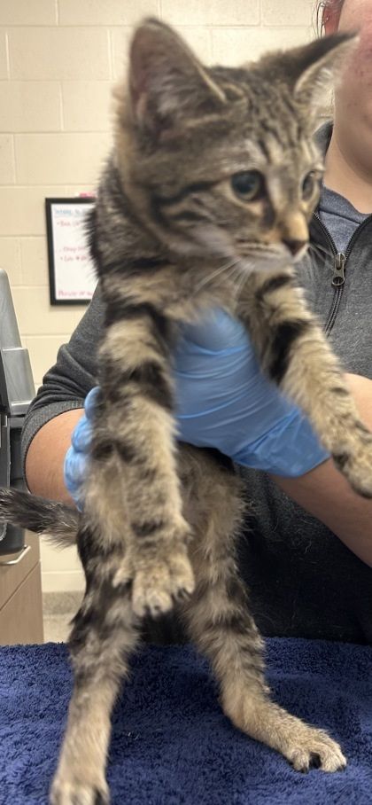 Beatrice is a Domestic Short Hair cat, available for adoption in Fishers, IN.