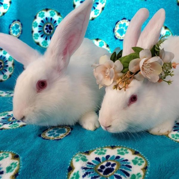 Casper (bonded to Cloud) is a New Zealand rabbit, available for adoption in Murrieta, CA.