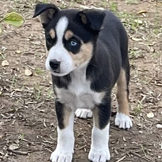 Gretchen is a Shepherd dog, available for adoption in San Antonio, TX.
