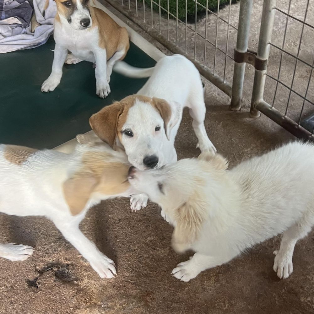 Moe is a Mixed Breed dog, available for adoption in Carnegie, OK.