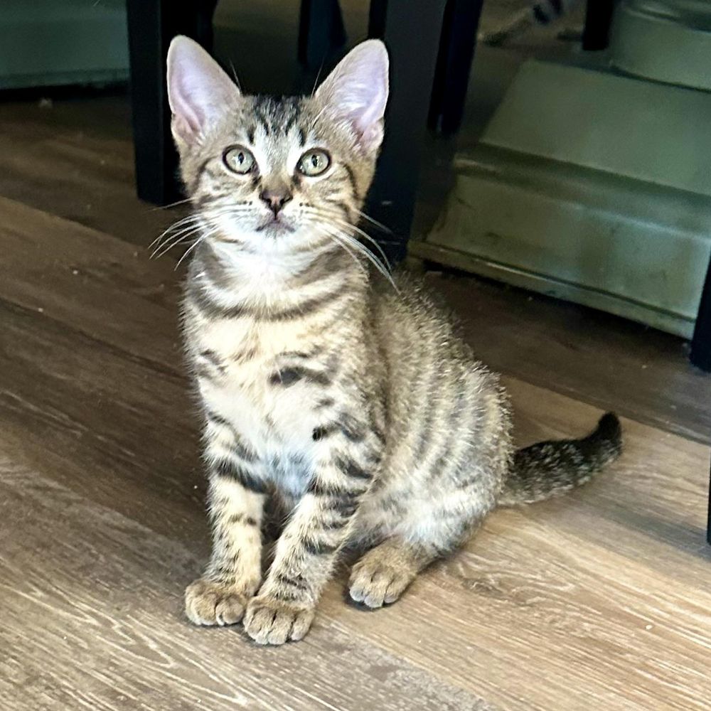 Reggie is a Tabby and Domestic Short Hair cat, available for adoption in Tustin, CA.