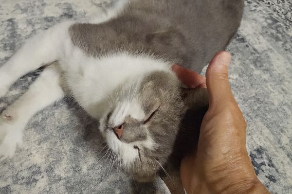 River is a Domestic Short Hair mix cat, available for adoption in Pawtucket, RI.