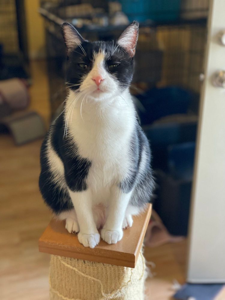 Lucy is a Domestic Short Hair cat, available for adoption in Greensboro, NC.