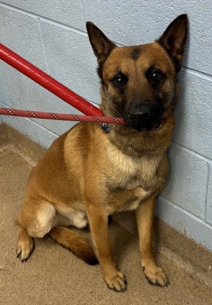 Mally is a Mixed Breed dog, available for adoption in Chamblee, GA.