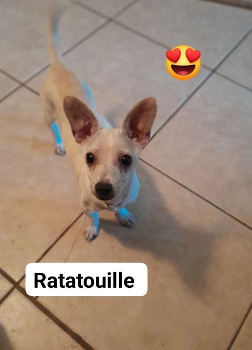 Ratatouille is a Rat Terrier and Chihuahua dog, available for adoption in Miami, FL.