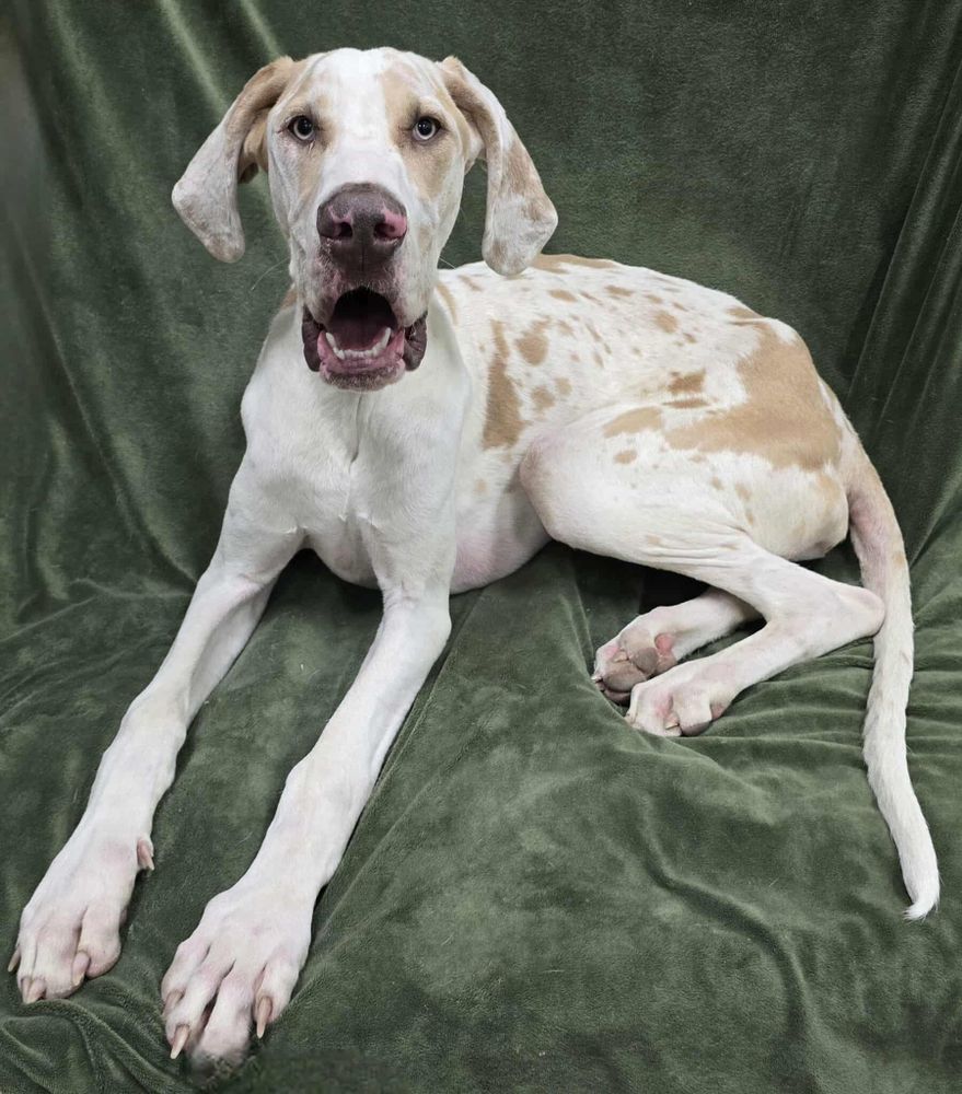 Popcorn is a Great Dane dog, available for adoption in Frankfort, IN.