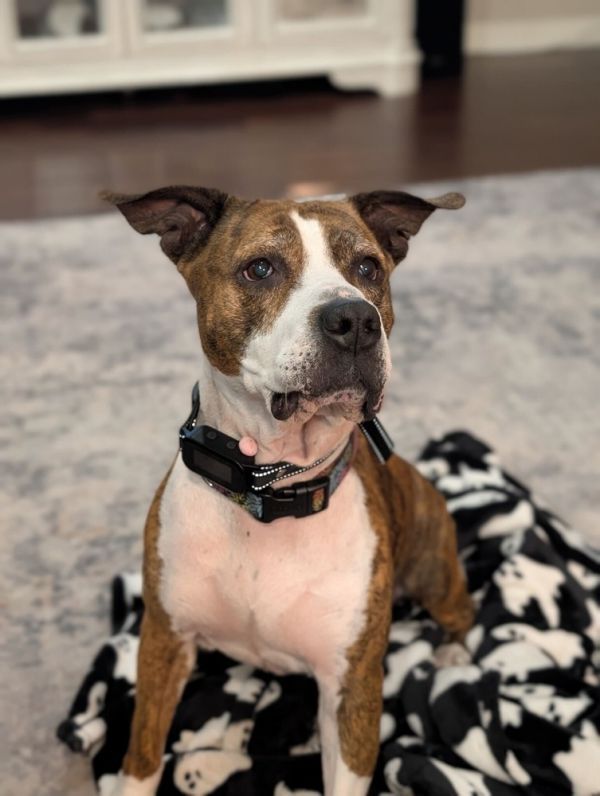 Delilah is a Mixed Breed dog, available for adoption in Lakeland, FL.