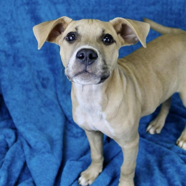 Muenster is a Australian Kelpie and American Staffordshire Terrier dog, available for adoption in Austell, GA.