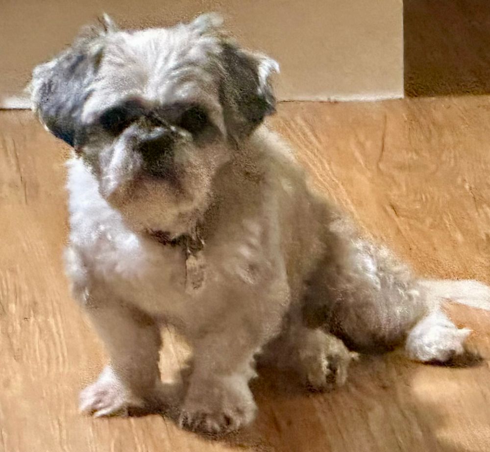 Biscuit is a Shih Tzu dog, available for adoption in POTOMAC, MD.