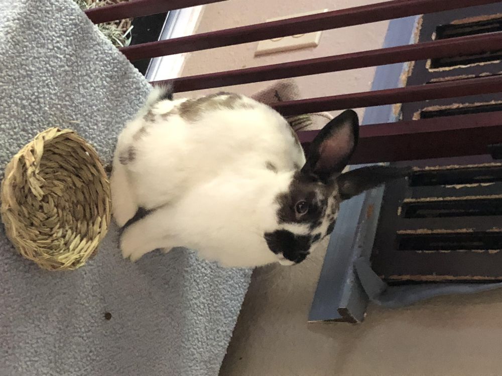 Sushi is a Rex and Bunny Rabbit available for adoption in FOLEY, AL.