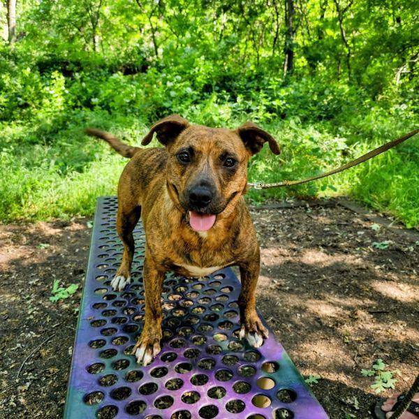 Skye is a American Staffordshire Terrier and Basset Hound dog, available for adoption in Chico, CA.