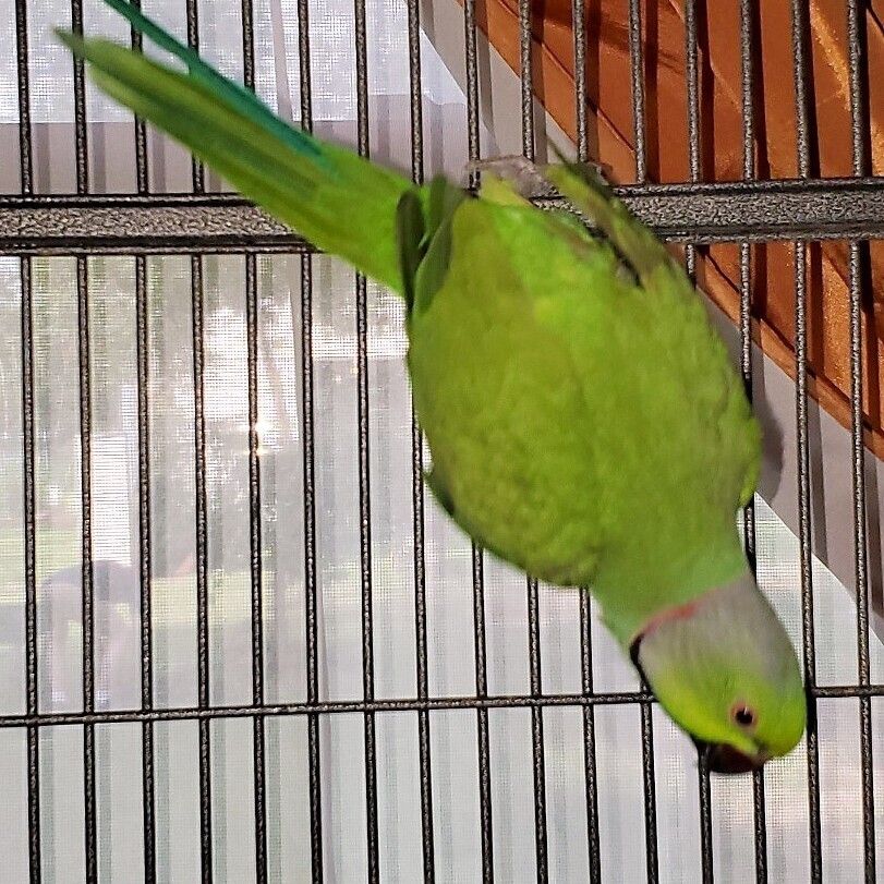 Joker is a Ringneck / Psittacula parrot, available for adoption in Lenexa, KS.