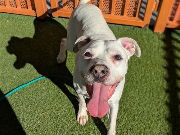 BURNER is a Pit Bull Terrier mix dog, available for adoption in Las Vegas, NV.